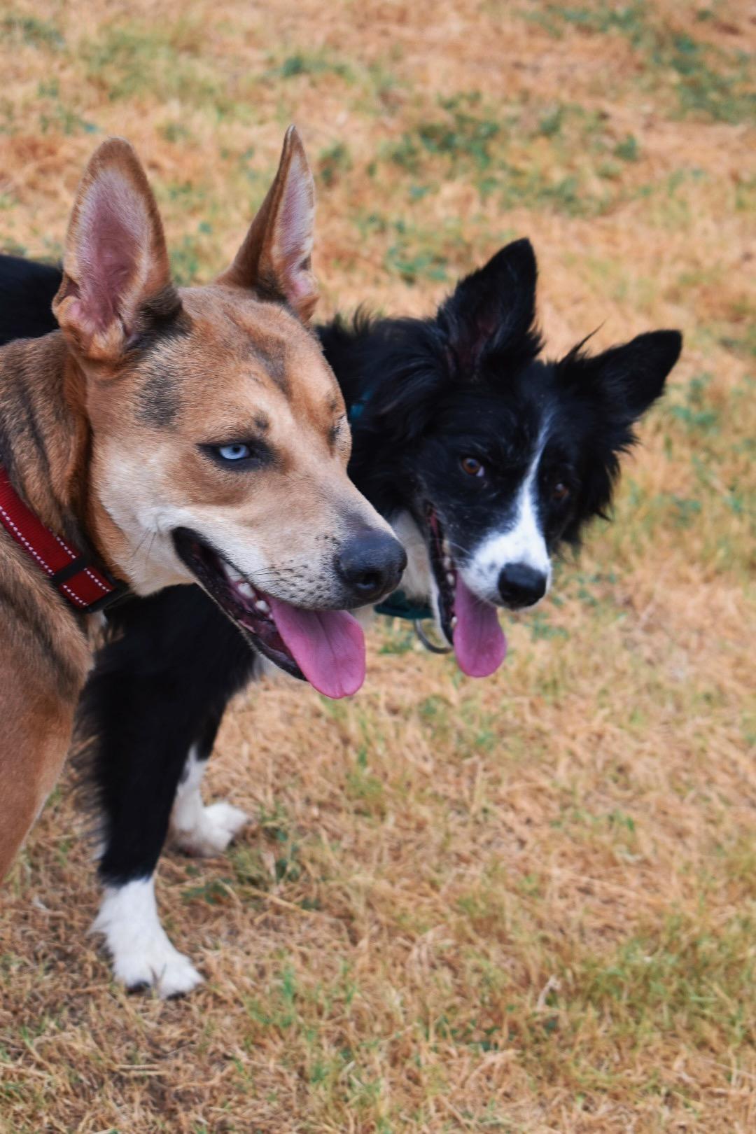 Enlarge Finn, a Adoptable mixed breed in Choctaw, OK image 5/6