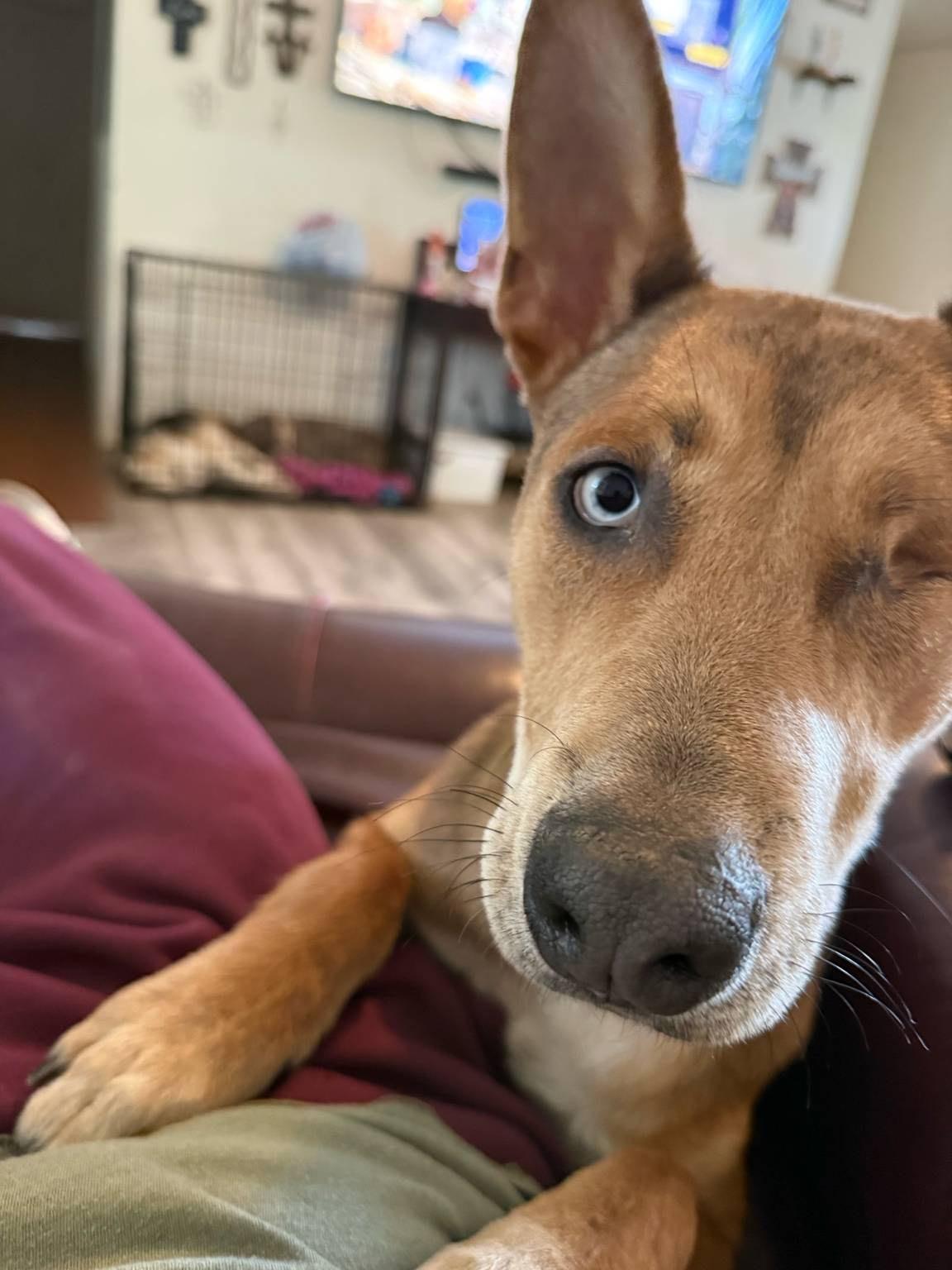 Enlarge Finnias, a ADOPTABLE mixed breed in Choctaw, OK image 4/4