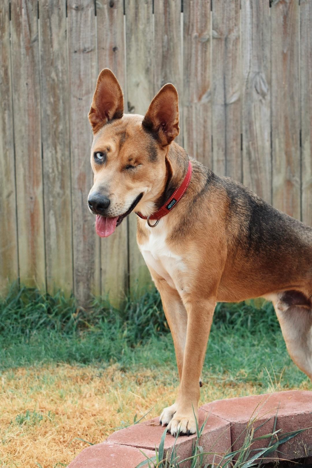 Enlarge Finn, a Adoptable mixed breed in Choctaw, OK image 4/6