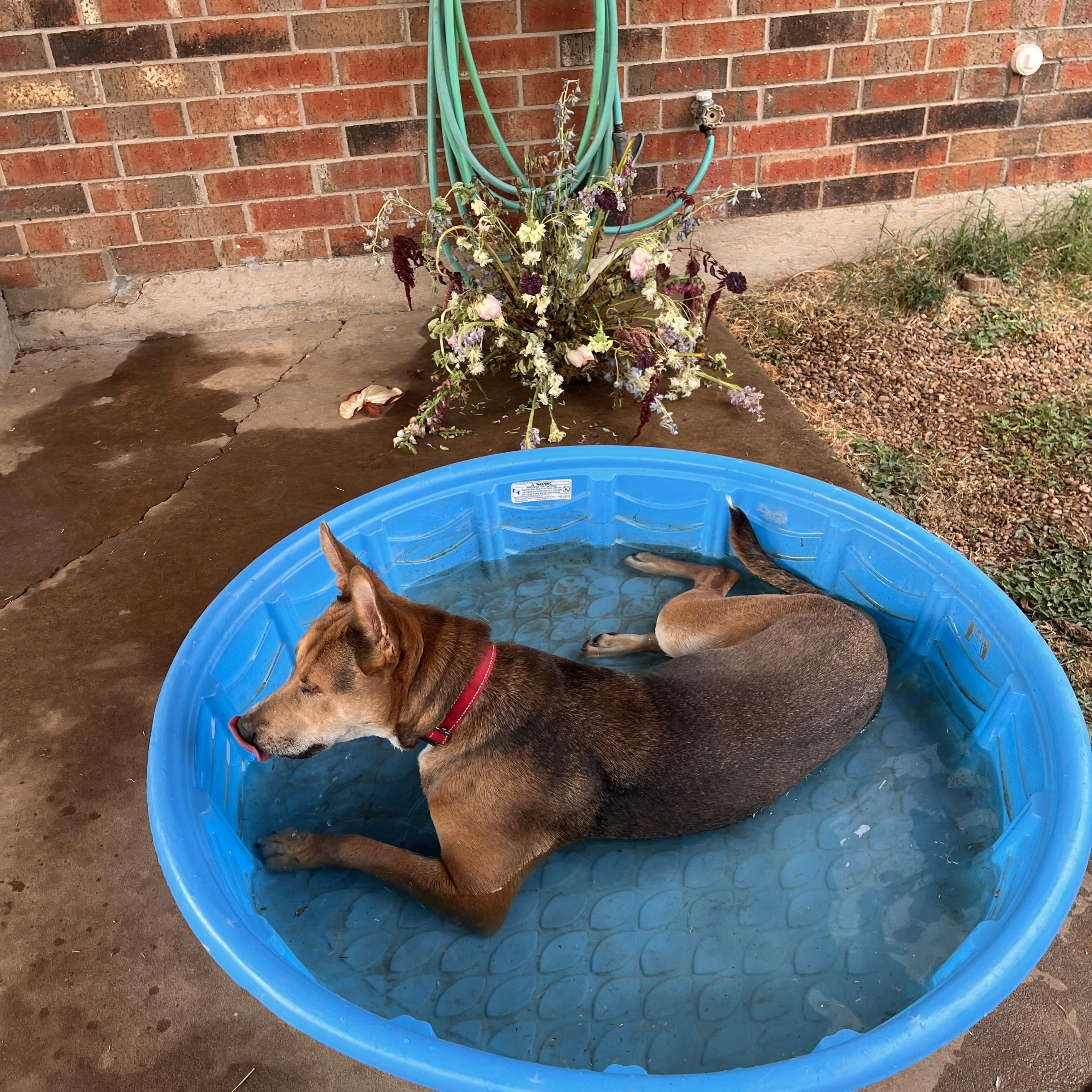 Enlarge Finn, a Adoptable mixed breed in Choctaw, OK image 1/6