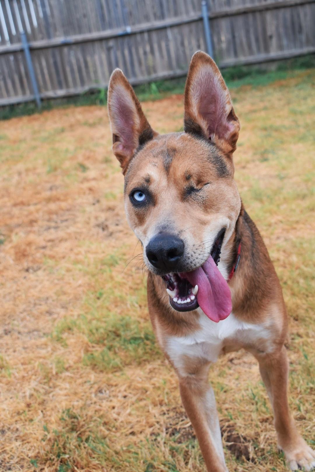Enlarge Finn, a Adoptable mixed breed in Choctaw, OK image 6/6