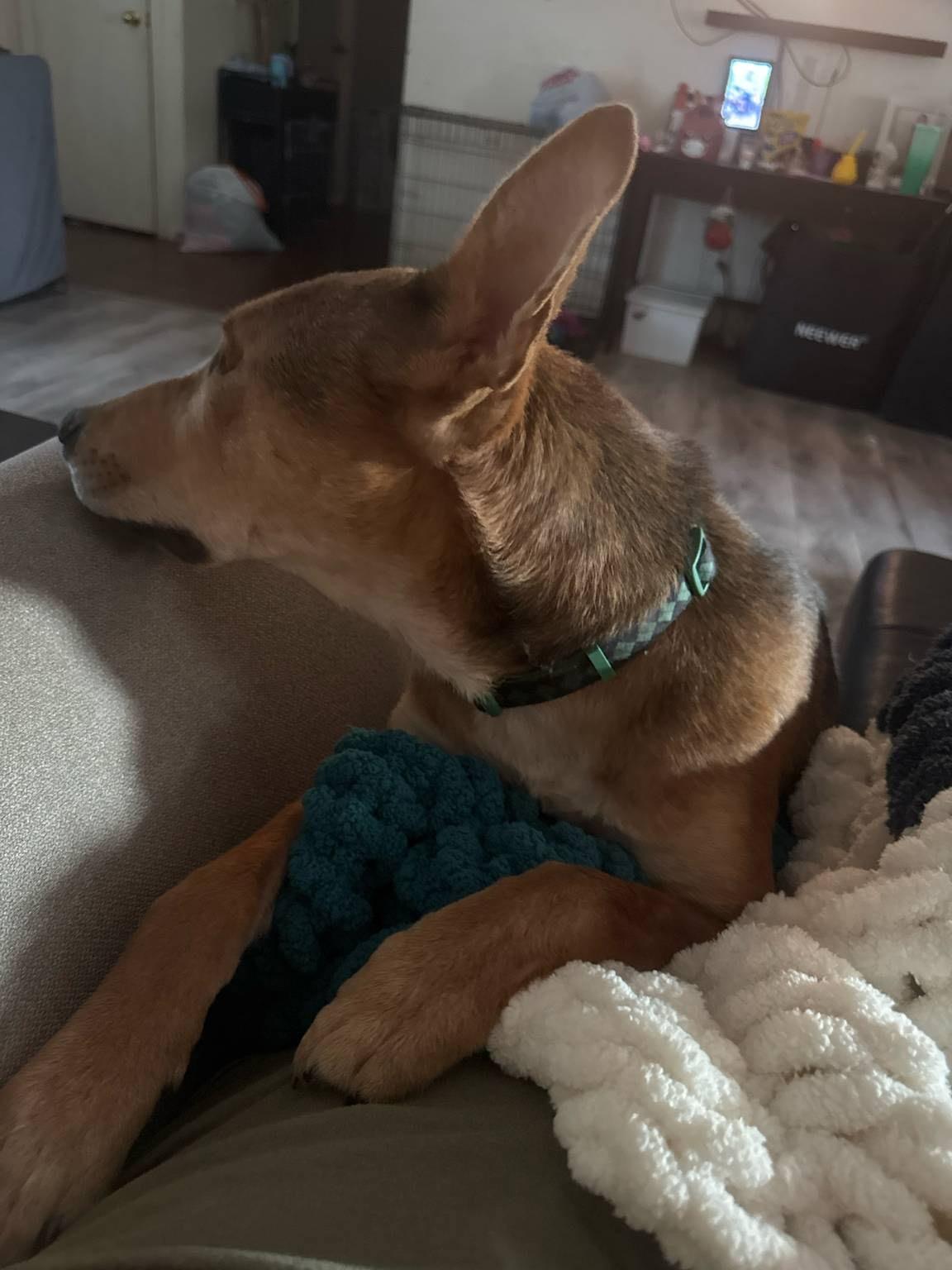 Enlarge Finnias, a ADOPTABLE mixed breed in Choctaw, OK image 3/4