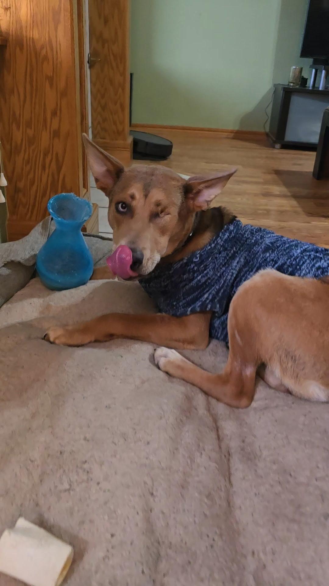 Enlarge Finnias, a ADOPTABLE mixed breed in Choctaw, OK image 2/4