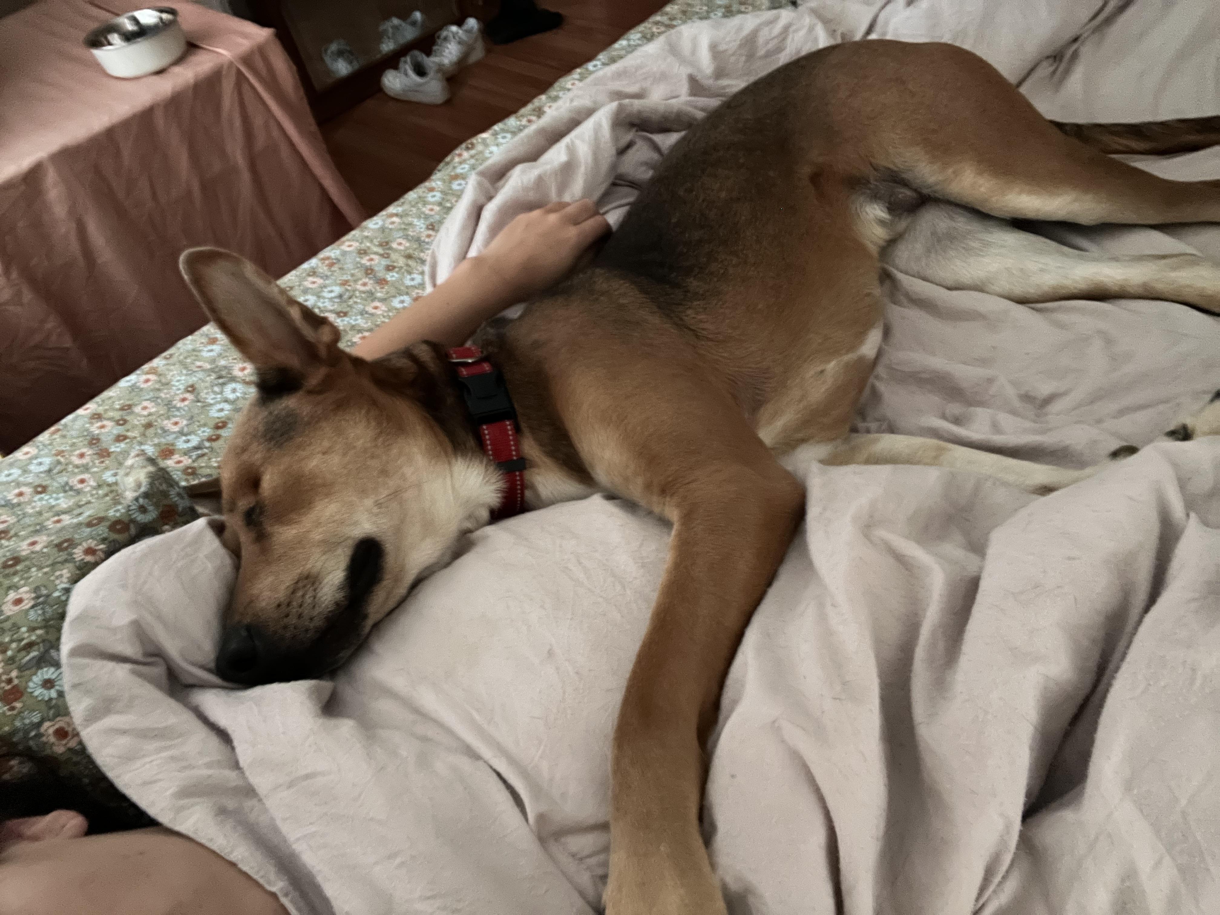 Enlarge Finn, a Adoptable mixed breed in Choctaw, OK image 3/6