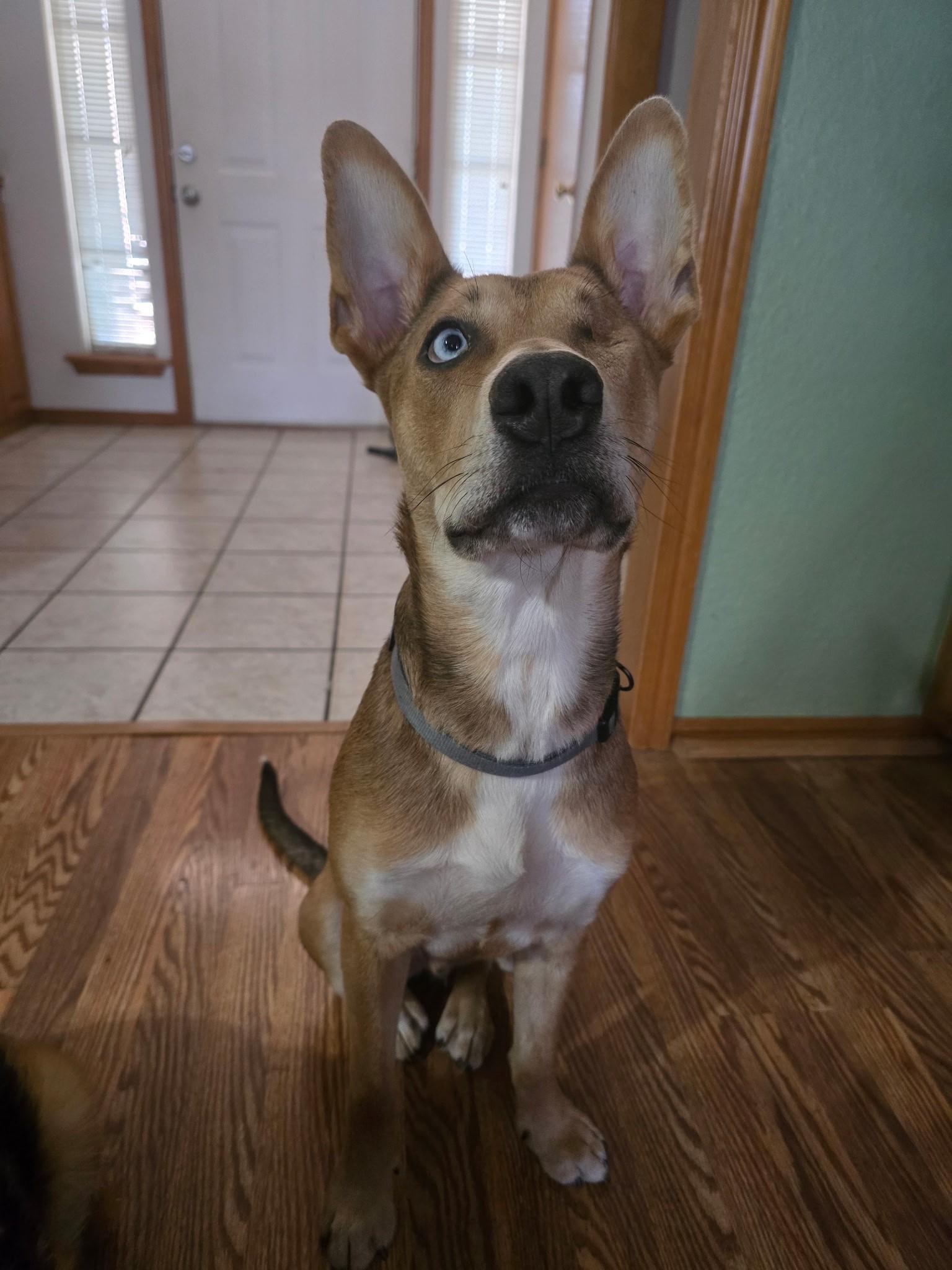 Finnias, ADOPTABLE, Young Male Shepherd & Husky.