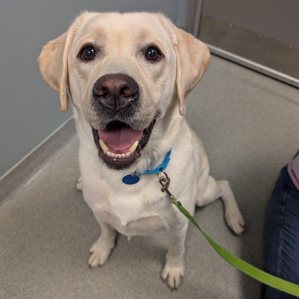 Buddy, Adopted, Adult Male Retriever.