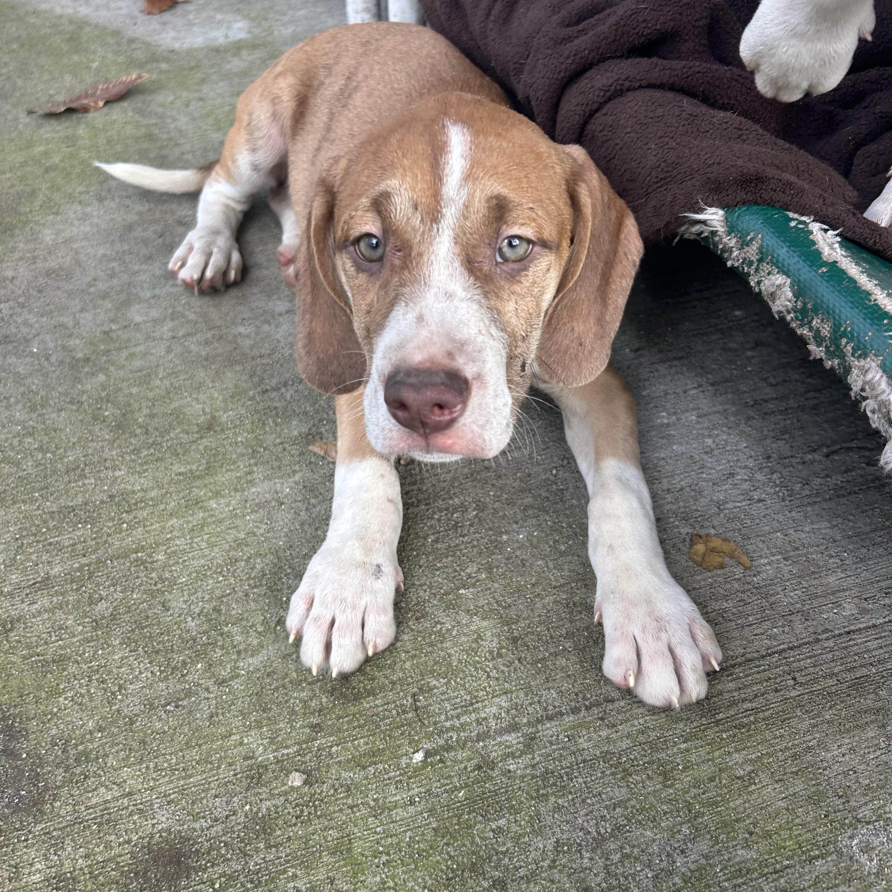 Enlarge Levi, an adopted mixed breed in Groveland, FL image 1/4