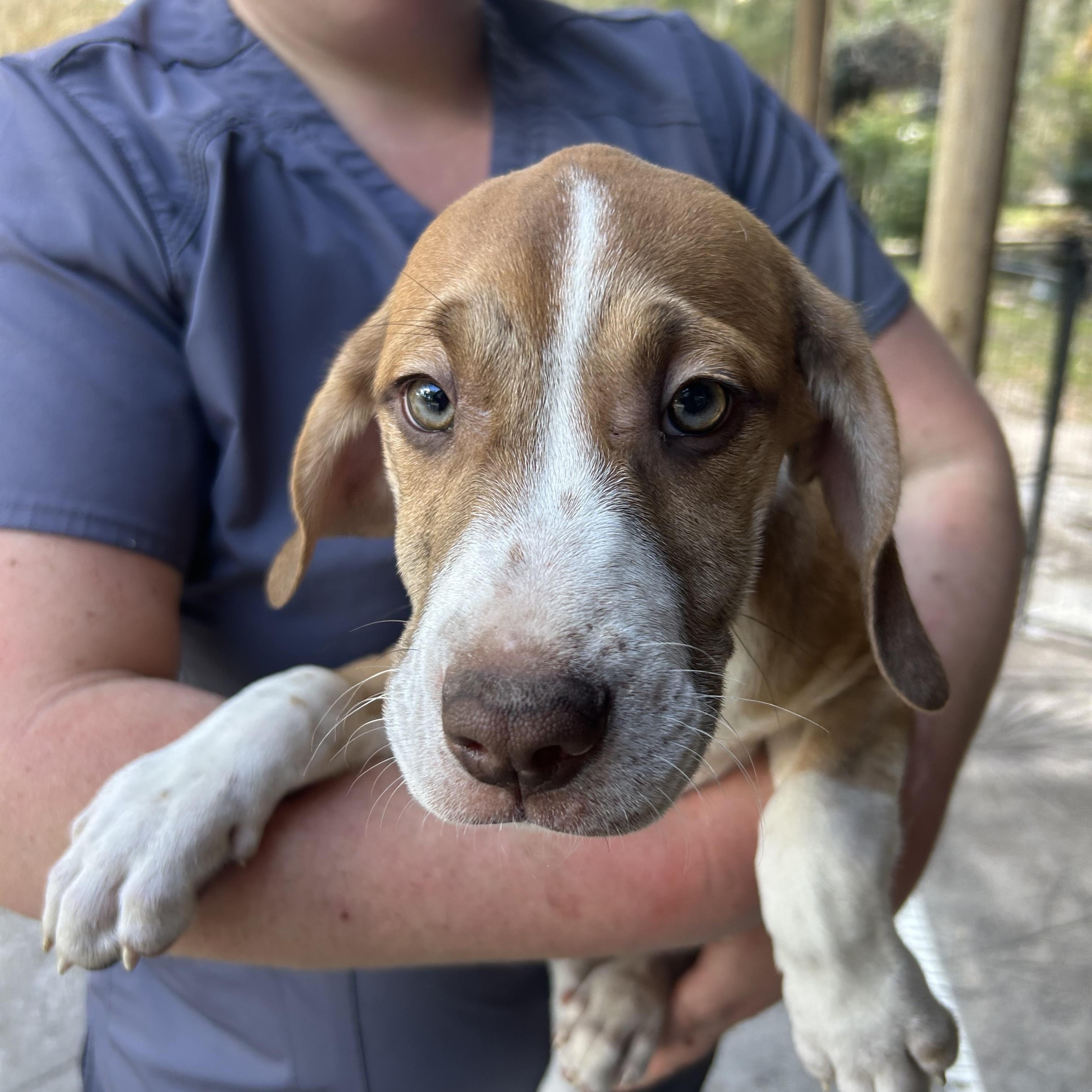 Enlarge Levi, an adopted mixed breed in Groveland, FL image 3/4