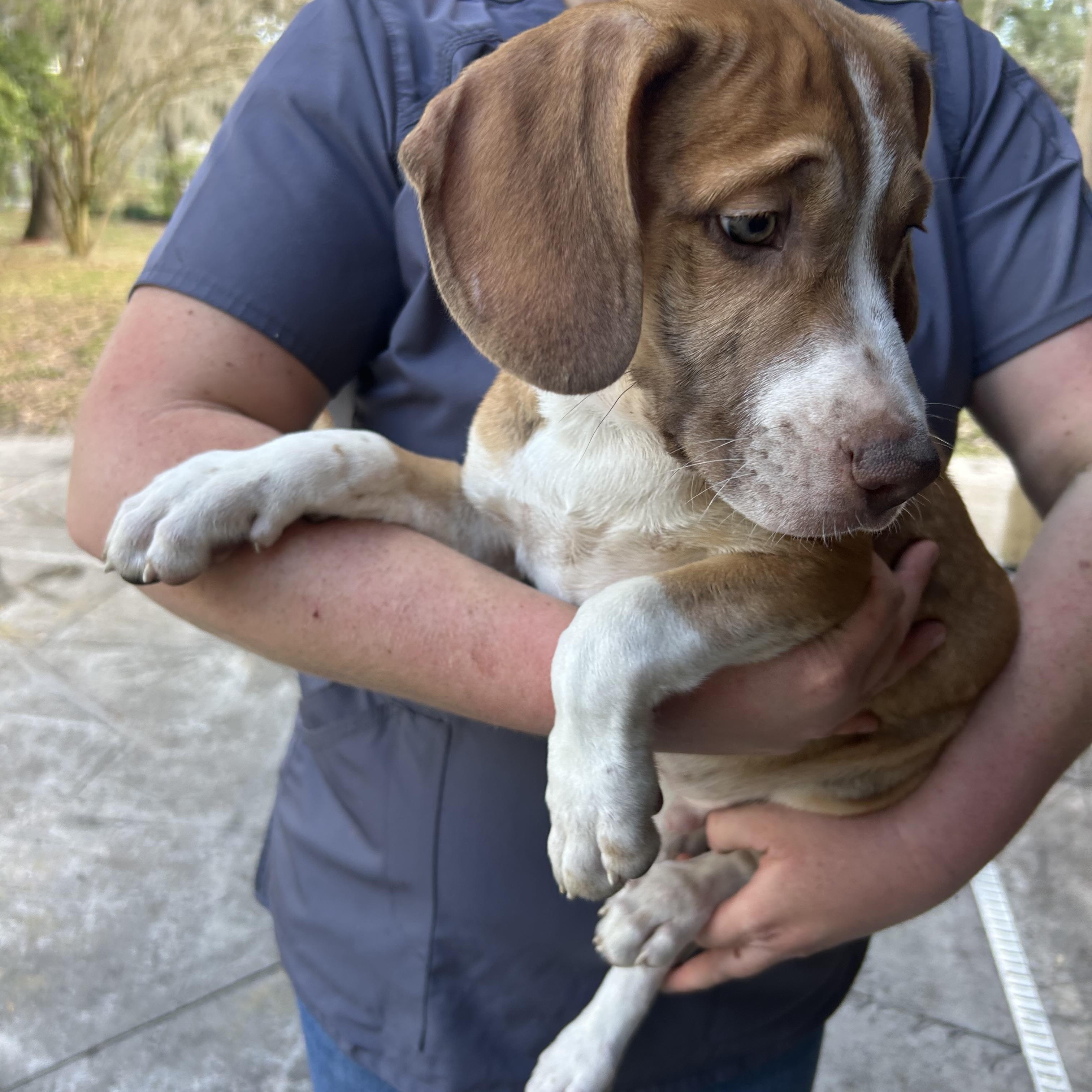 Enlarge Levi, an adopted mixed breed in Groveland, FL image 2/4