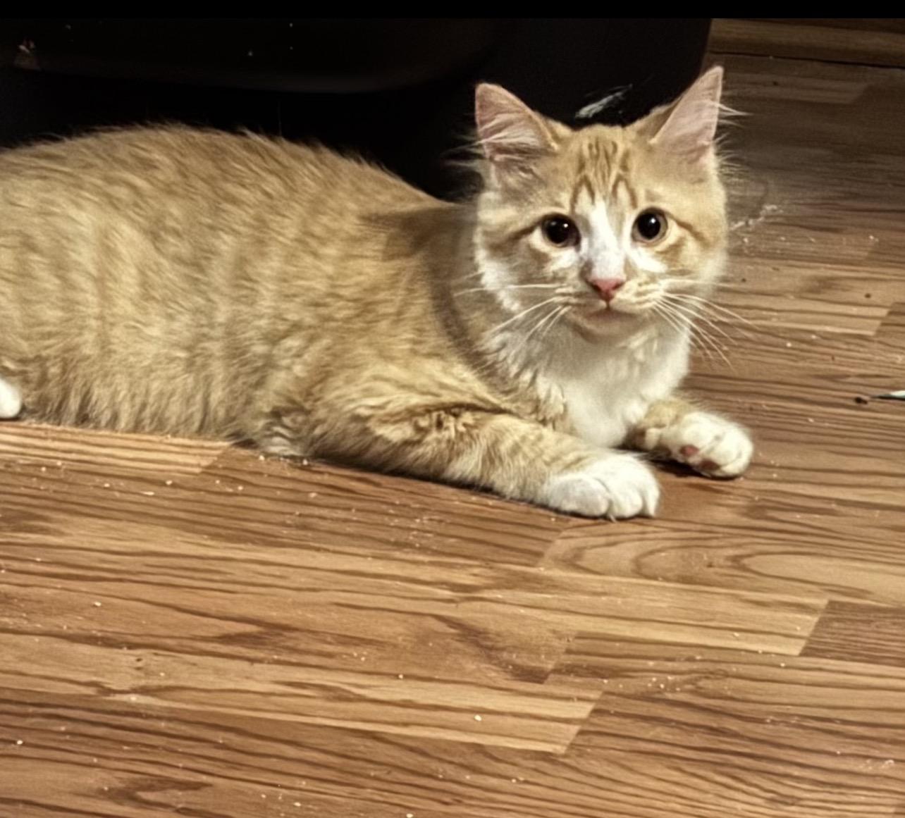 Georgie, Adoptable, Young Male Domestic Medium Hair.