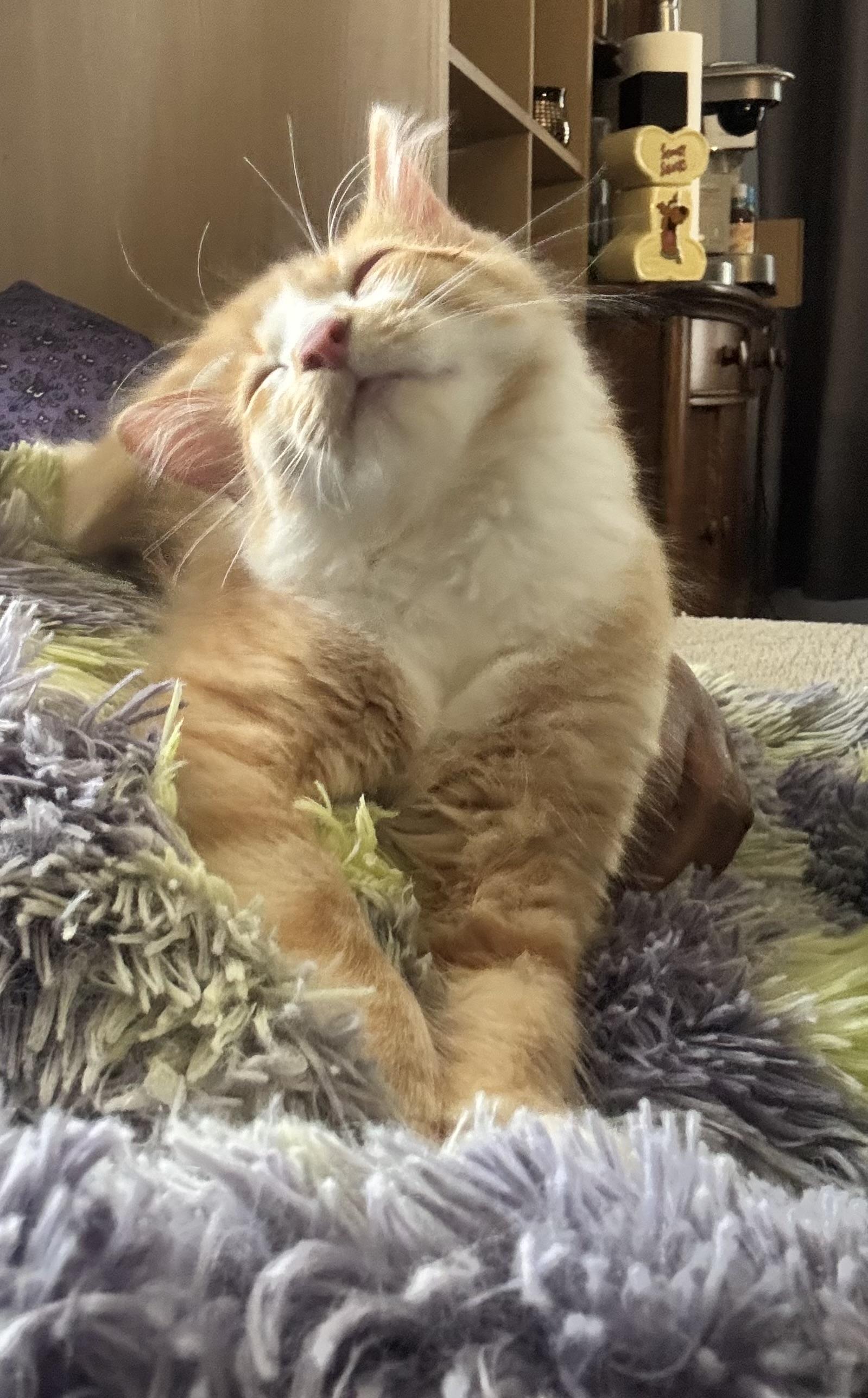 Georgie, a Adoptable mixed breed in Lockport, IL image 2/6