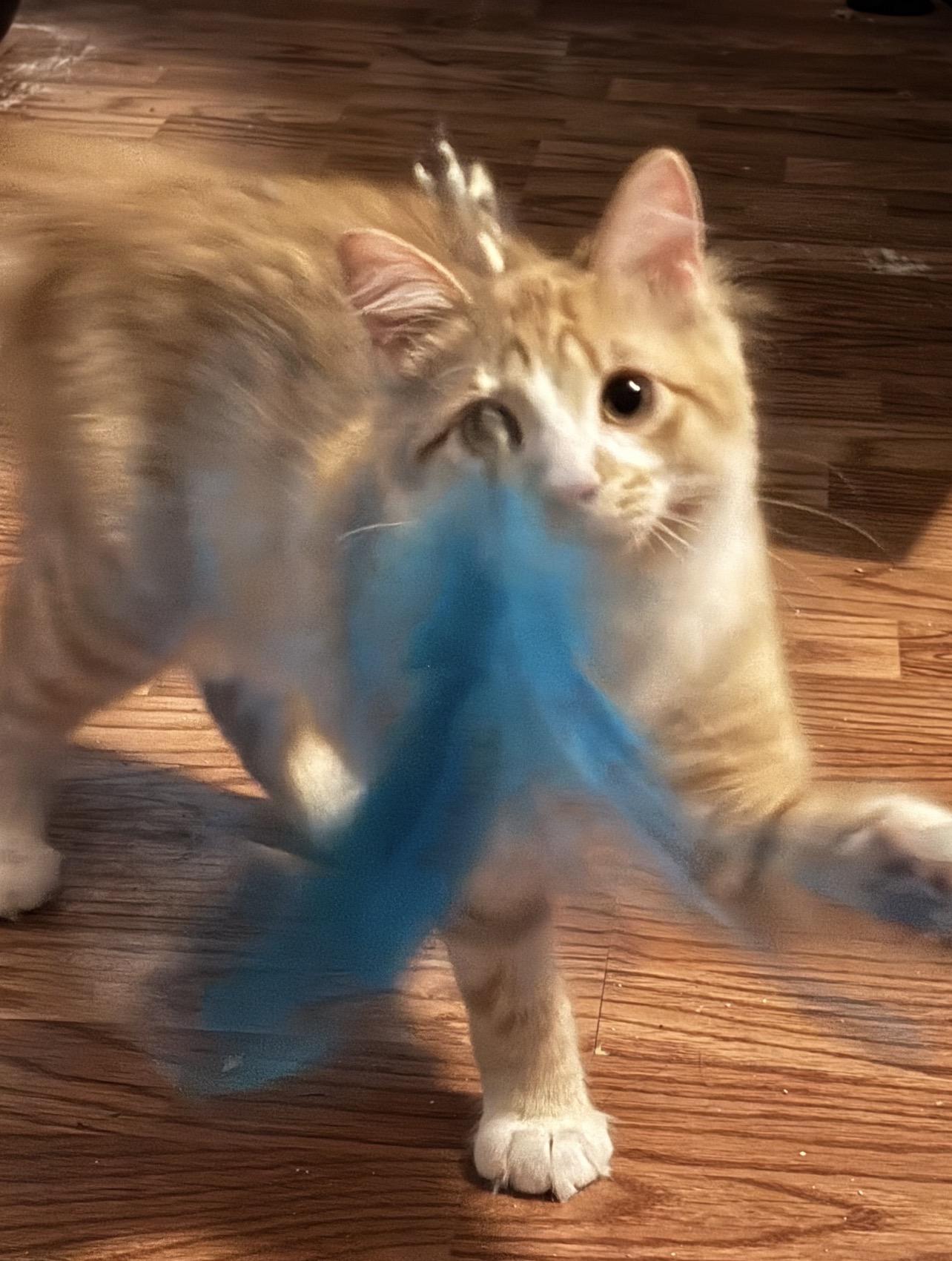 Georgie, a Adoptable mixed breed in Lockport, IL image 3/6