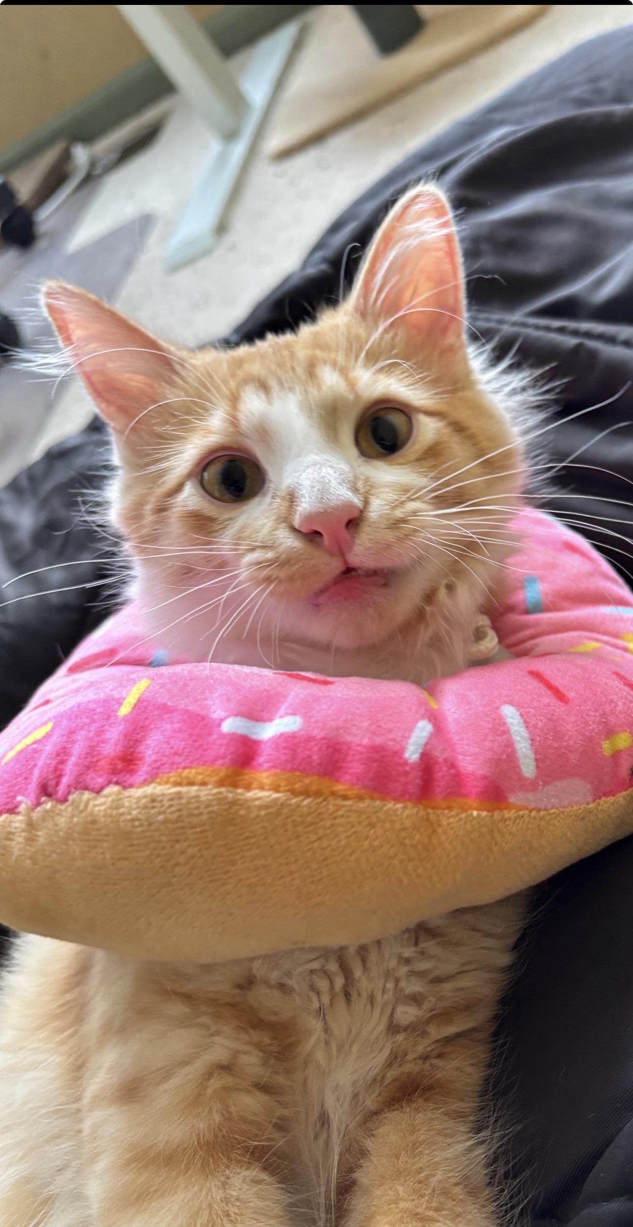 Georgie, a Adoptable mixed breed in Lockport, IL image 5/6