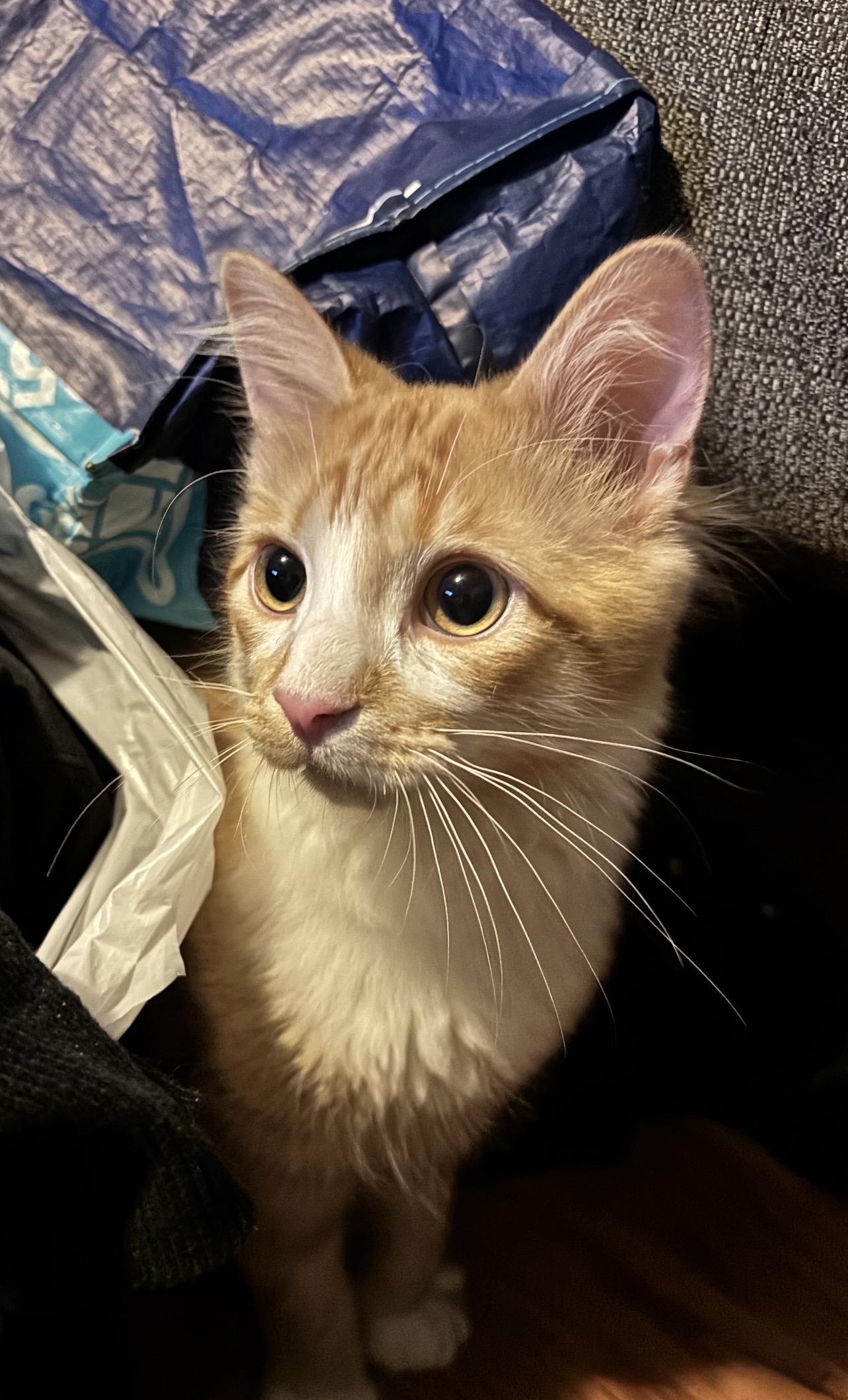 Georgie, a Adoptable mixed breed in Lockport, IL image 6/6