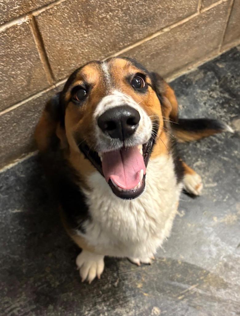 Buster, Adoptable, Young Male Basset Hound.