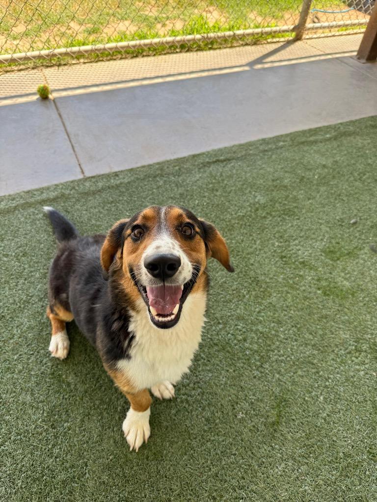 Enlarge Buster, a Adoptable mixed breed in Midland, TX image 2/2