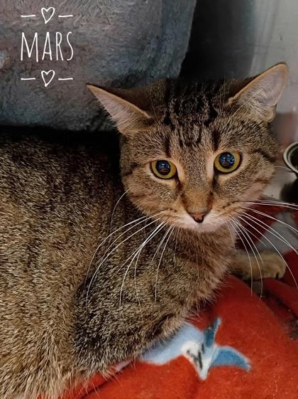 Mars, Adoptable, Adult Female Domestic Long Hair & Domestic Short Hair.