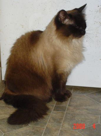 Simon in Ohio, Adopted, Adult Male Ragdoll.