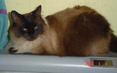 Enlarge Simon in Ohio, a Adopted Ragdoll in Rochester Hills, MI image 2/3