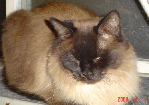 Enlarge Simon in Ohio, a Adopted Ragdoll in Rochester Hills, MI image 3/3