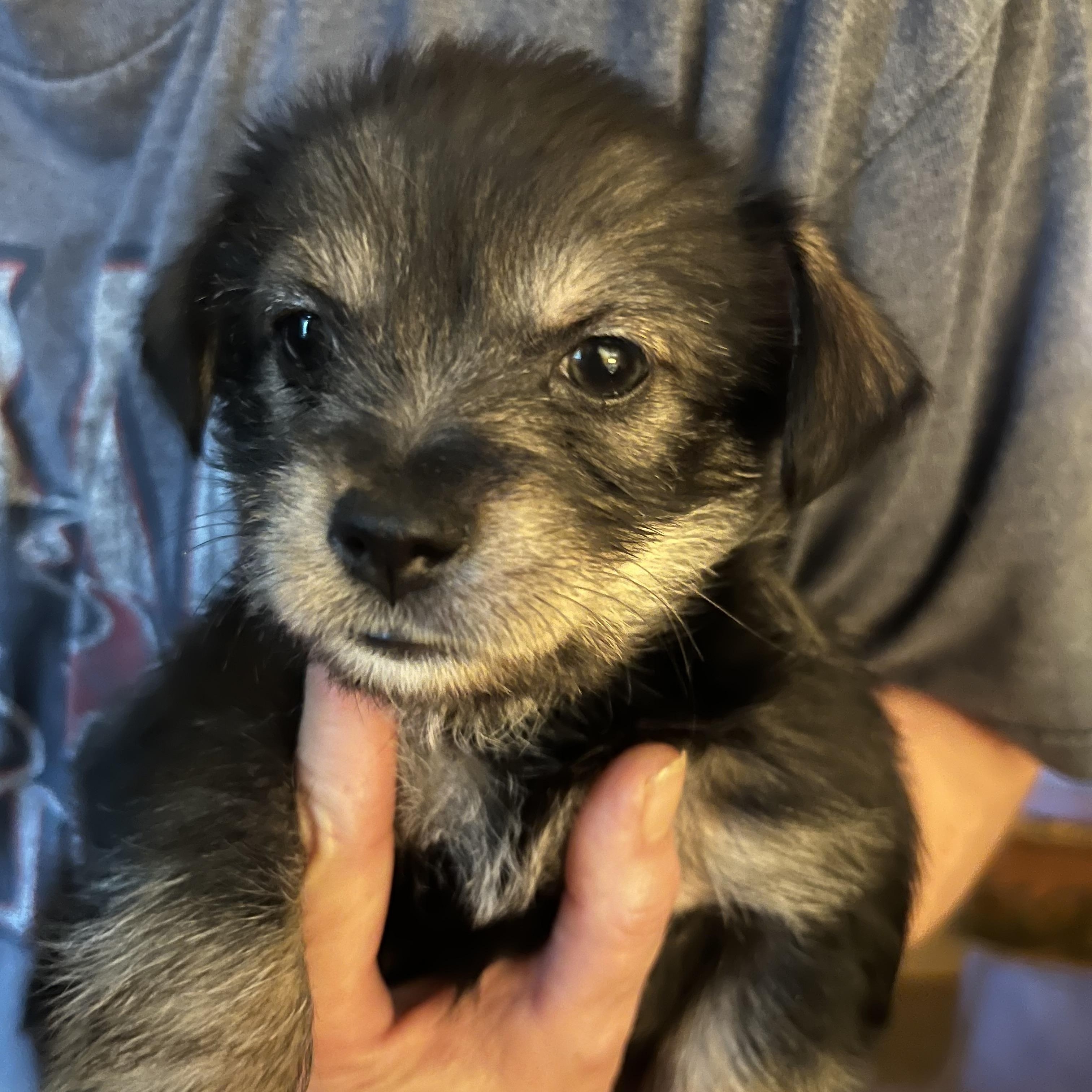 Regan, Baby Female Affenpinscher