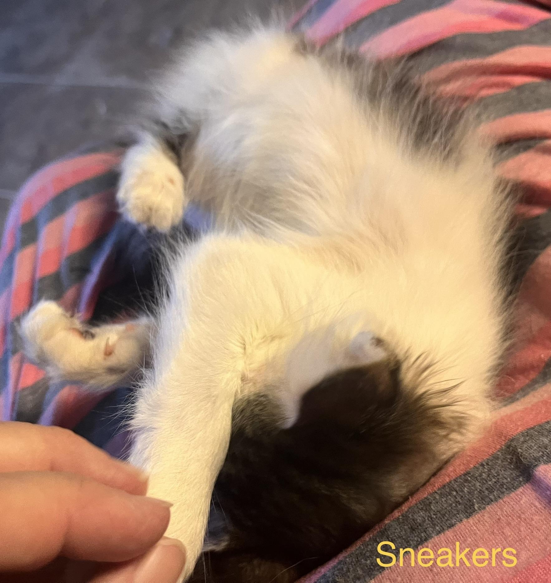 Enlarge Snookie, an adoptable mixed breed in Moreno Valley, CA image 3/5