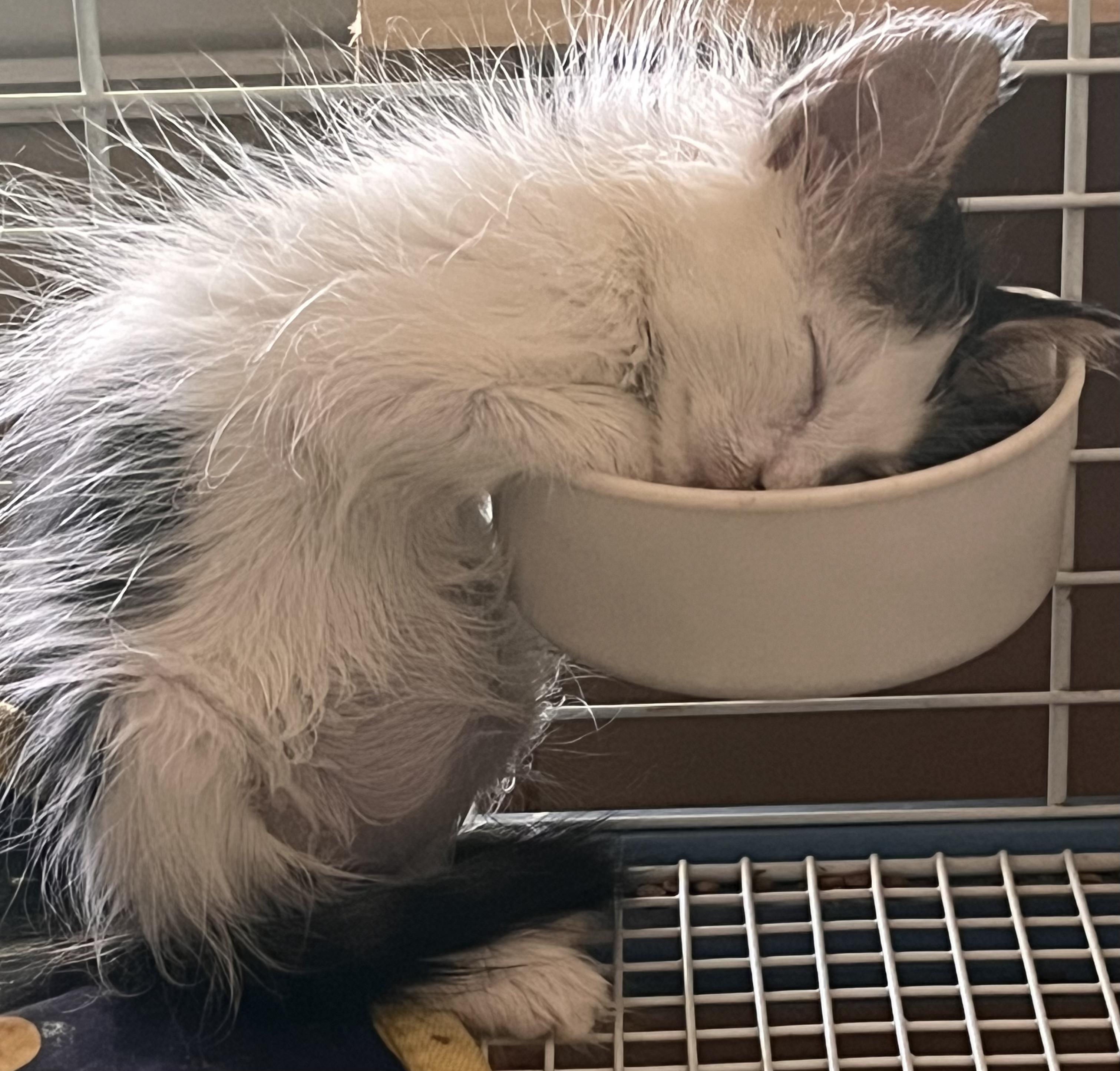 Enlarge Snookie, an adoptable mixed breed in Moreno Valley, CA image 2/5