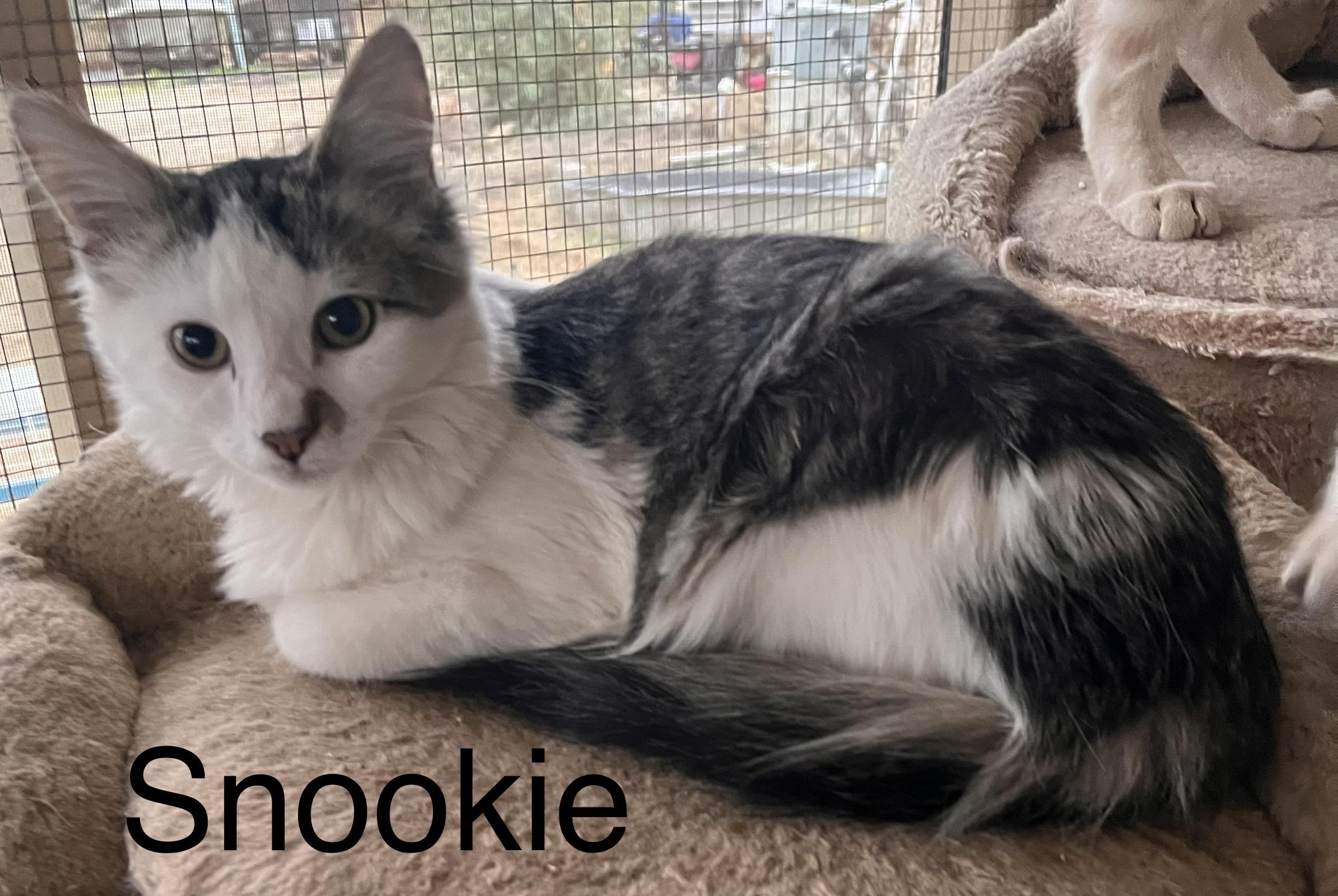 Enlarge Snookie, an adoptable mixed breed in Moreno Valley, CA image 5/5