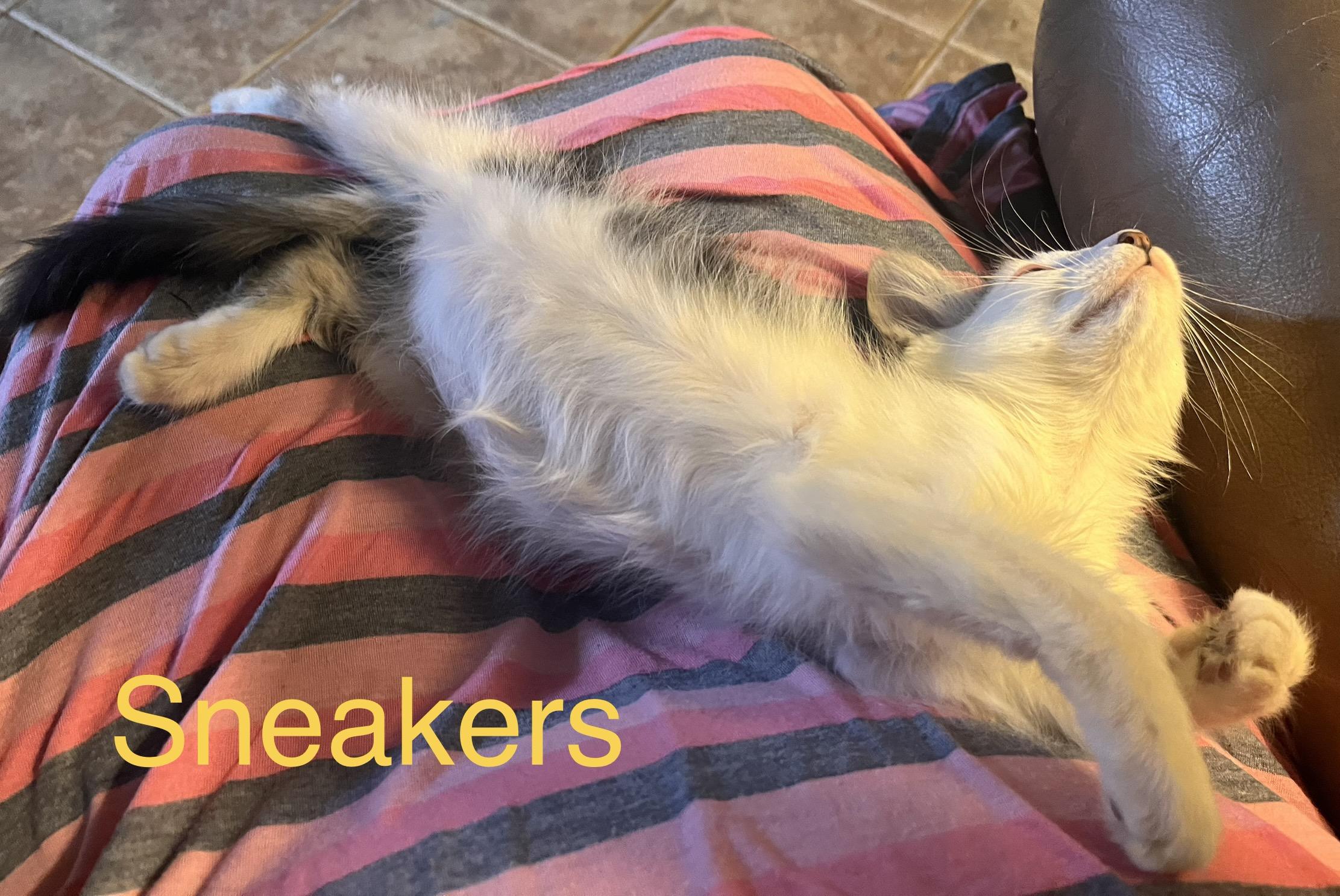 Enlarge Snookie, an adoptable mixed breed in Moreno Valley, CA image 4/5