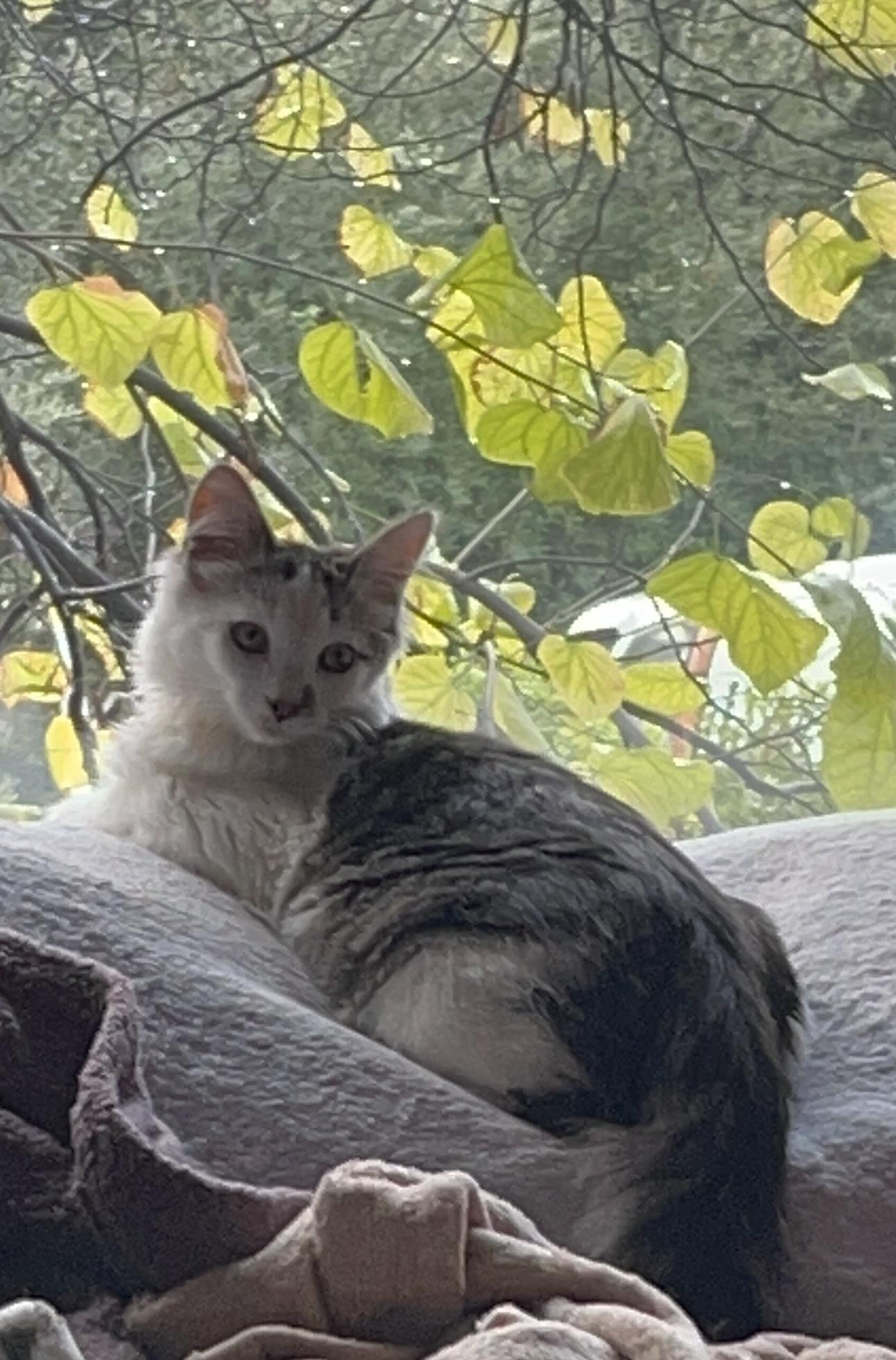 Snookie, adoptable, Kitten Male American Shorthair & Domestic Short Hair.