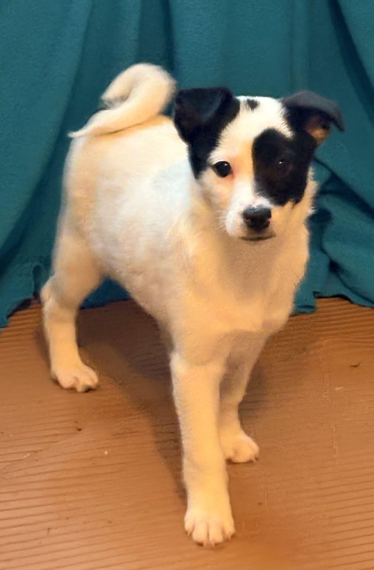 Enlarge PATCH (ohiosdrescue@gmail.com), a ADOPTABLE mixed breed in Elyria, OH image 3/5