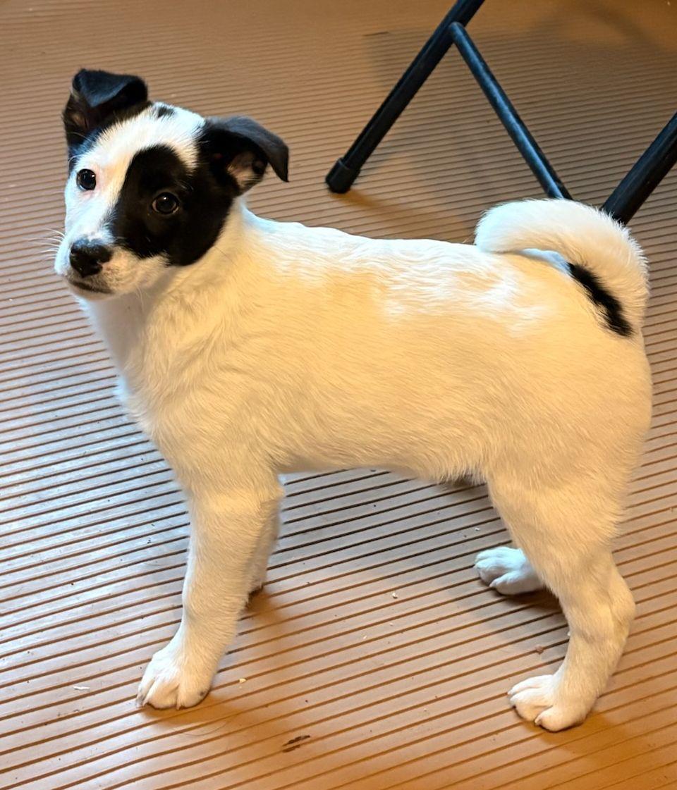 PATCH (ohiosdrescue@gmail.com), ADOPTABLE, Puppy Male Jack Russell Terrier.