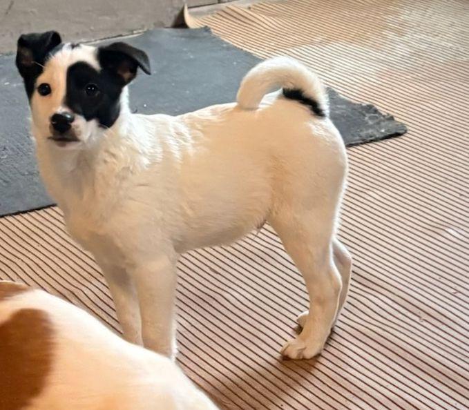 Enlarge PATCH (ohiosdrescue@gmail.com), a ADOPTABLE mixed breed in Elyria, OH image 5/5