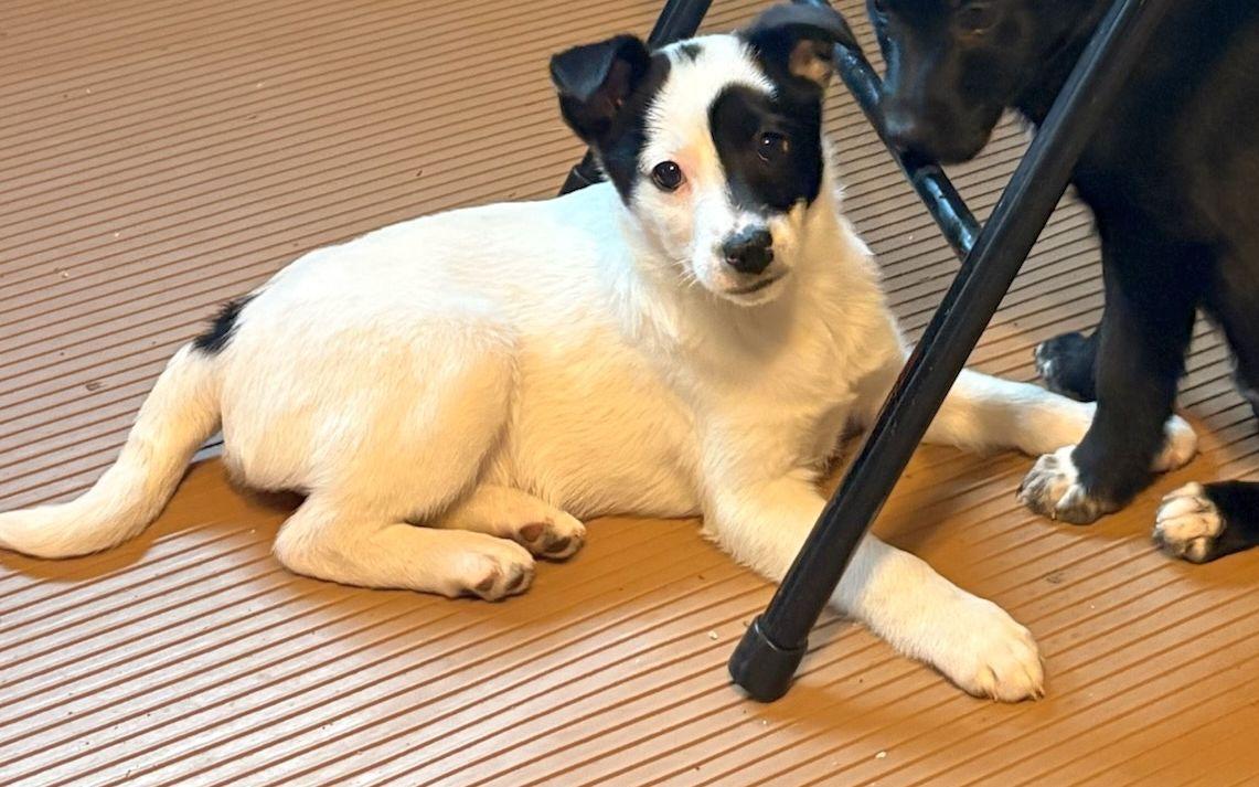 Enlarge PATCH (ohiosdrescue@gmail.com), a ADOPTABLE mixed breed in Elyria, OH image 4/5