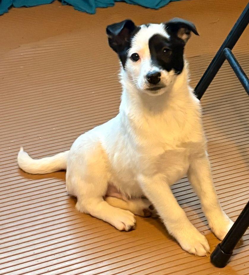 Enlarge PATCH (ohiosdrescue@gmail.com), a ADOPTABLE mixed breed in Elyria, OH image 2/5