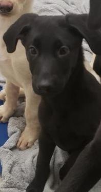 brady bunch litter (lab puppies) mike, Adoptable, Puppy Male Labrador Retriever & German Shepherd Dog.
