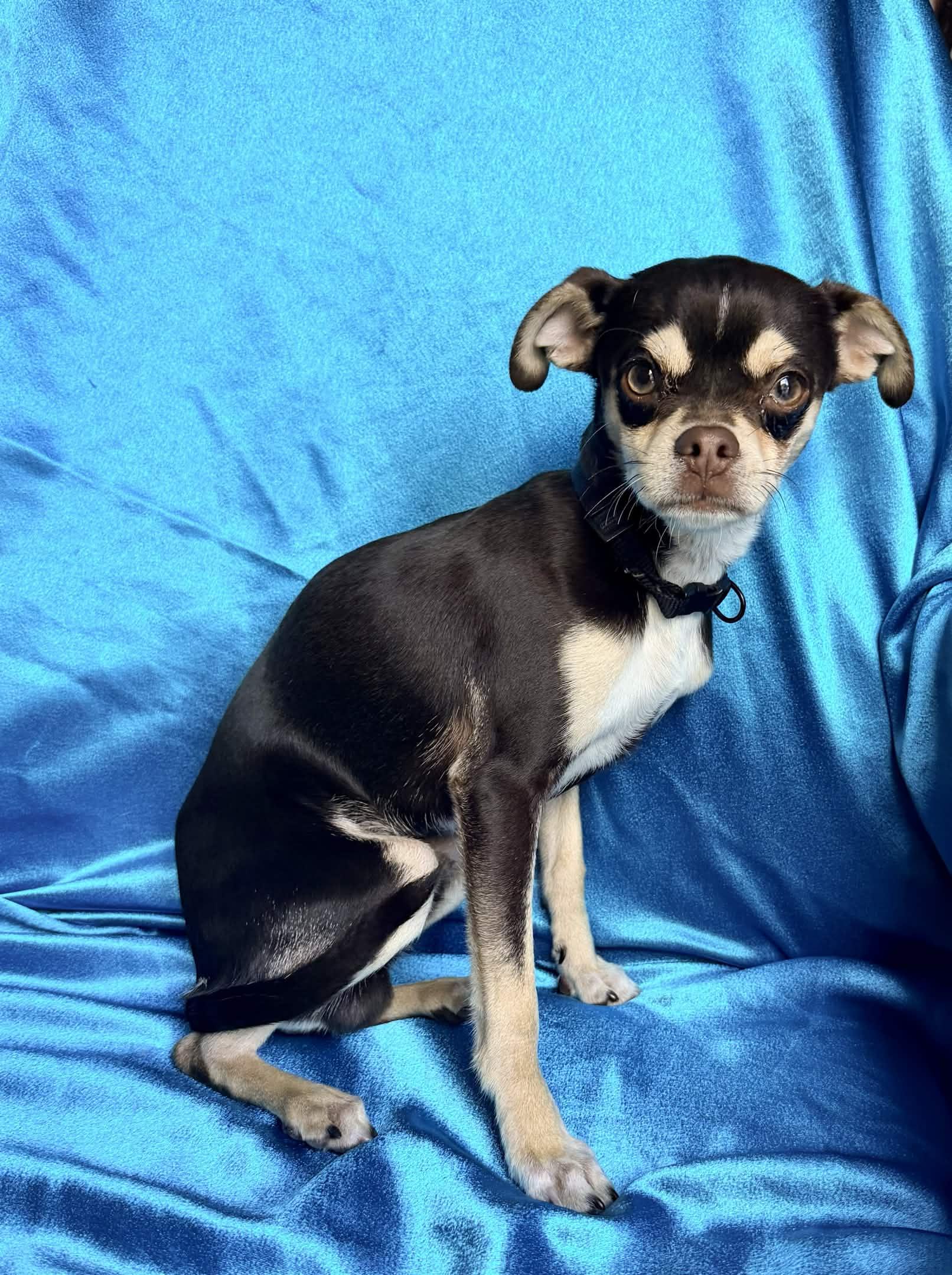 Enlarge SNICKERS, an adopted Chihuahua in Rowland Heights, CA image 3/3