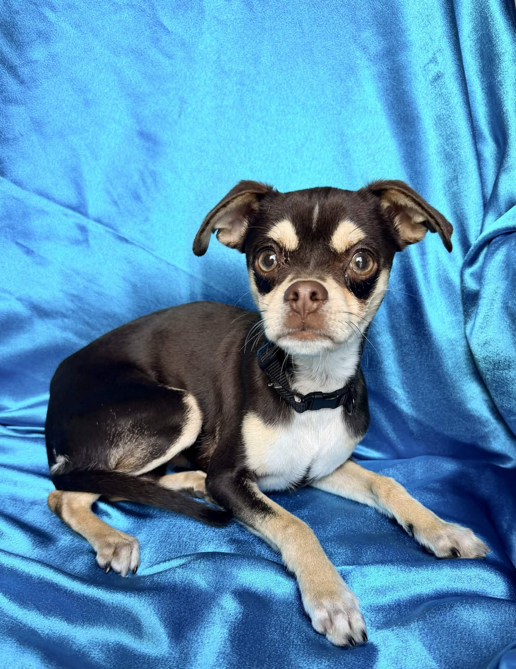 SNICKERS, adopted, Puppy Male Chihuahua.