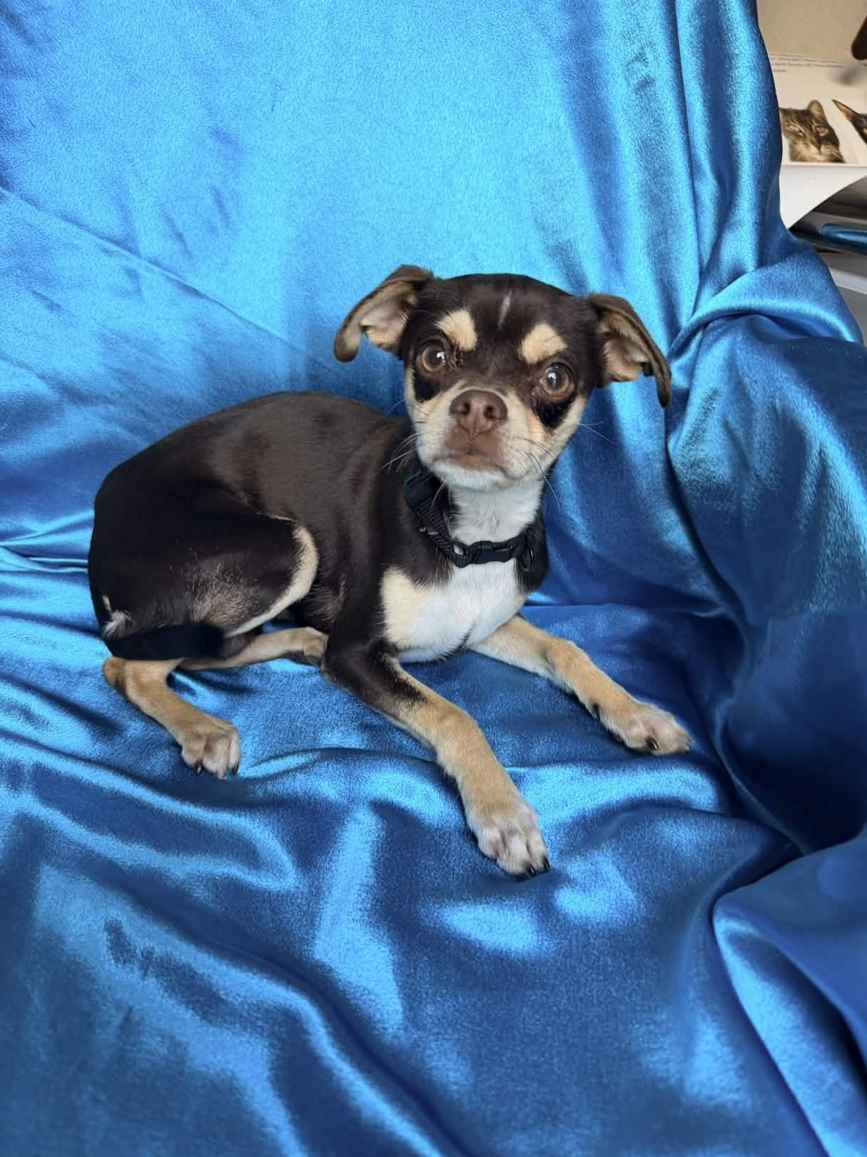 Enlarge SNICKERS, an adopted Chihuahua in Rowland Heights, CA image 2/3