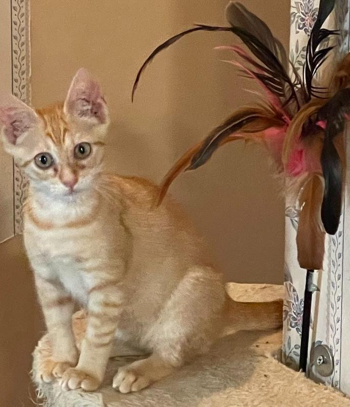Ginger, Adoptable, Kitten Female Tabby & Domestic Short Hair.