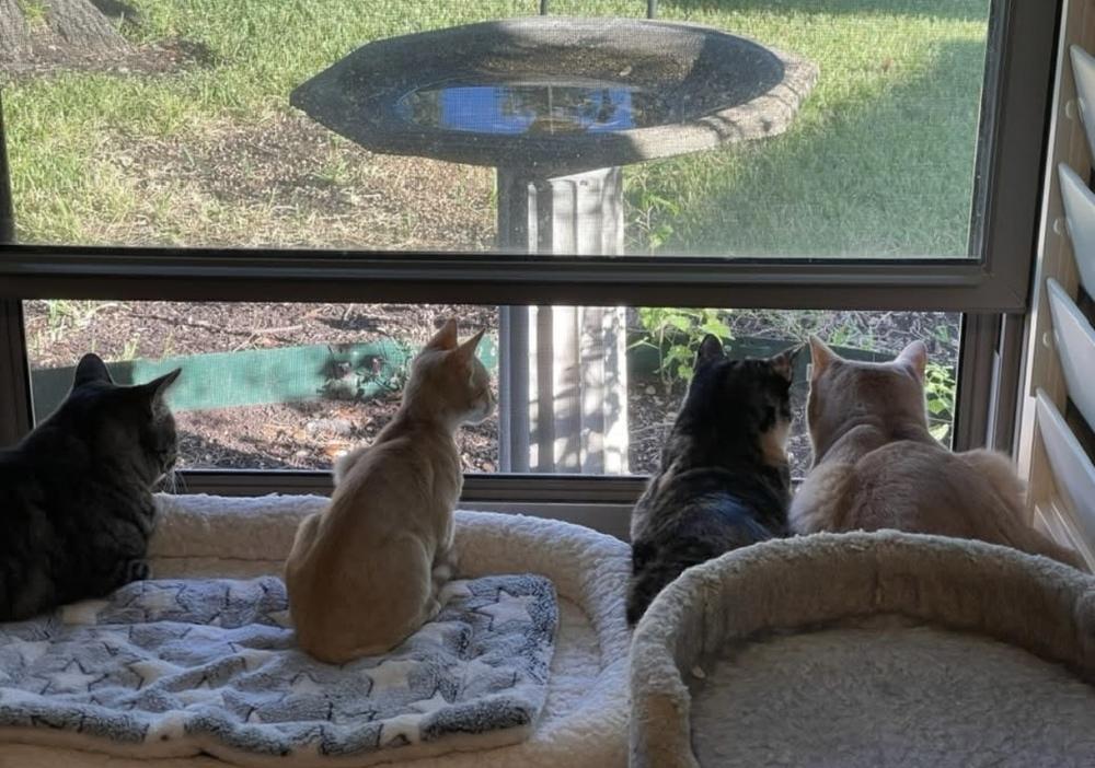 Enlarge Ginger, a Adoptable mixed breed in Richardson, TX image 2/6