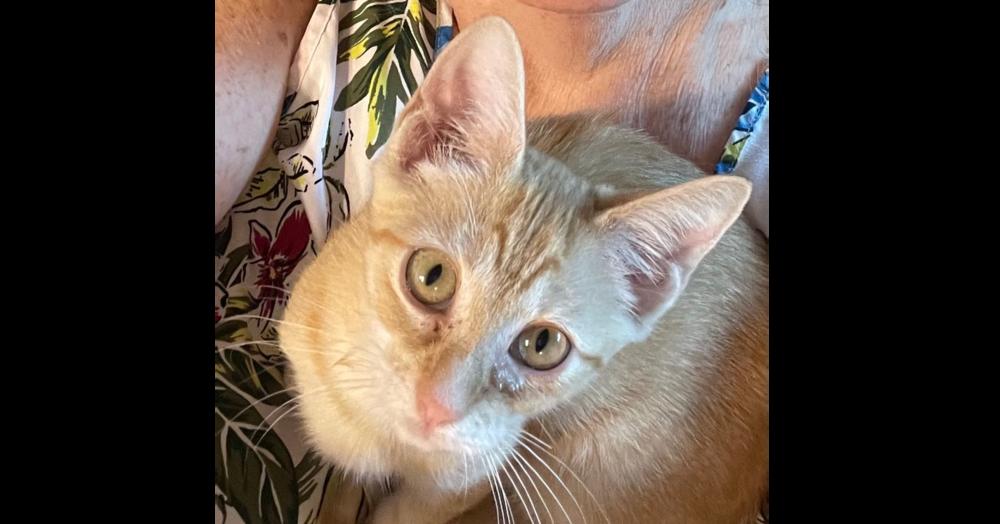 Enlarge Ginger, a Adoptable mixed breed in Richardson, TX image 3/6