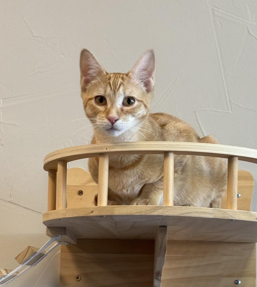 Enlarge Ginger, a Adoptable mixed breed in Richardson, TX image 4/6