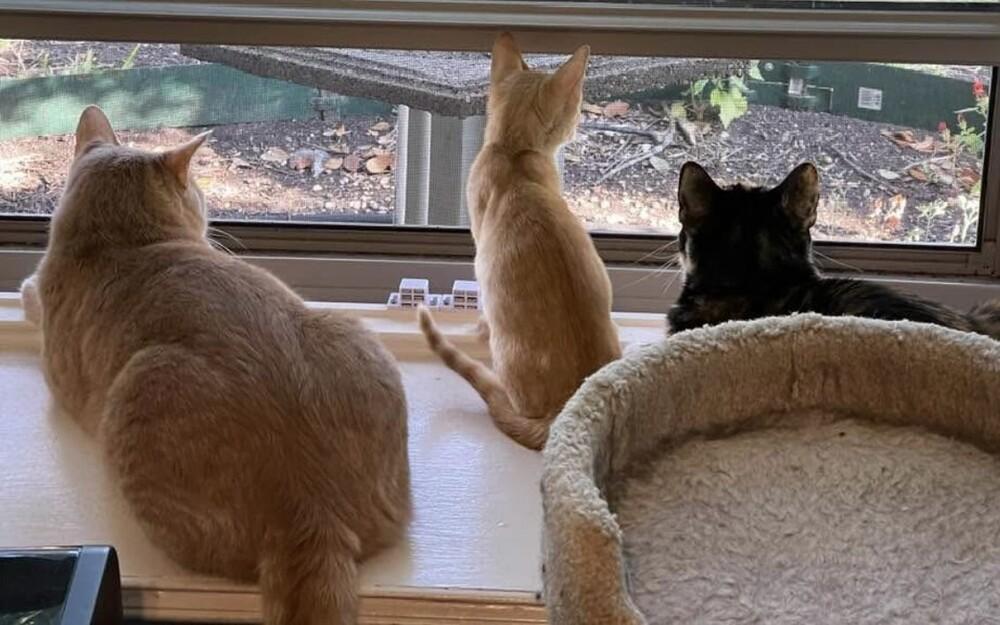 Enlarge Ginger, a Adoptable mixed breed in Richardson, TX image 5/6