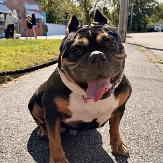 SHIRL SHIRL, a Adoptable Bull Terrier in Cranston, RI image 3/4