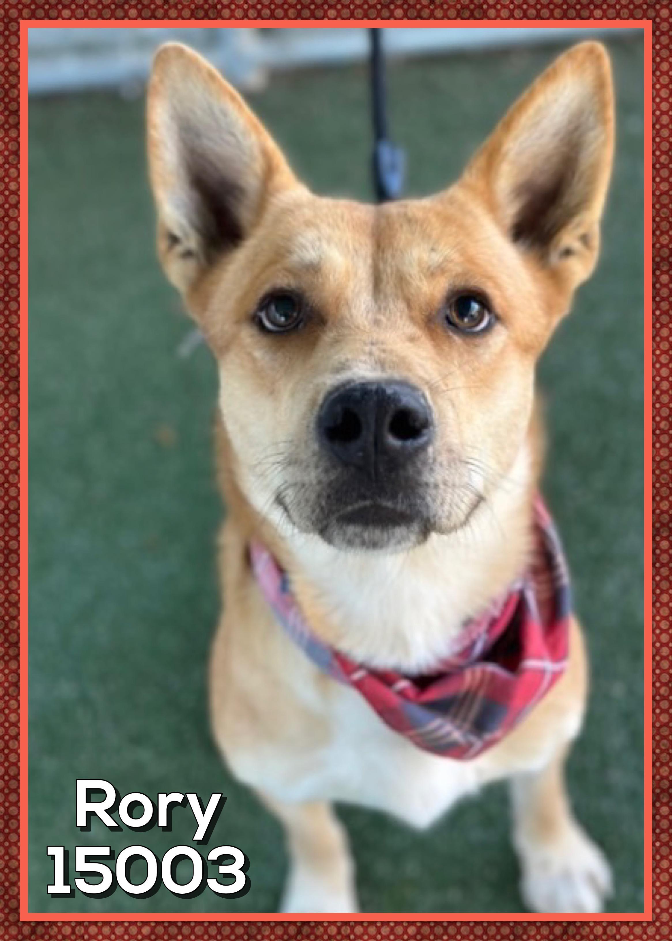 Enlarge RORY, a Adoptable mixed breed in Marietta, GA image 5/6
