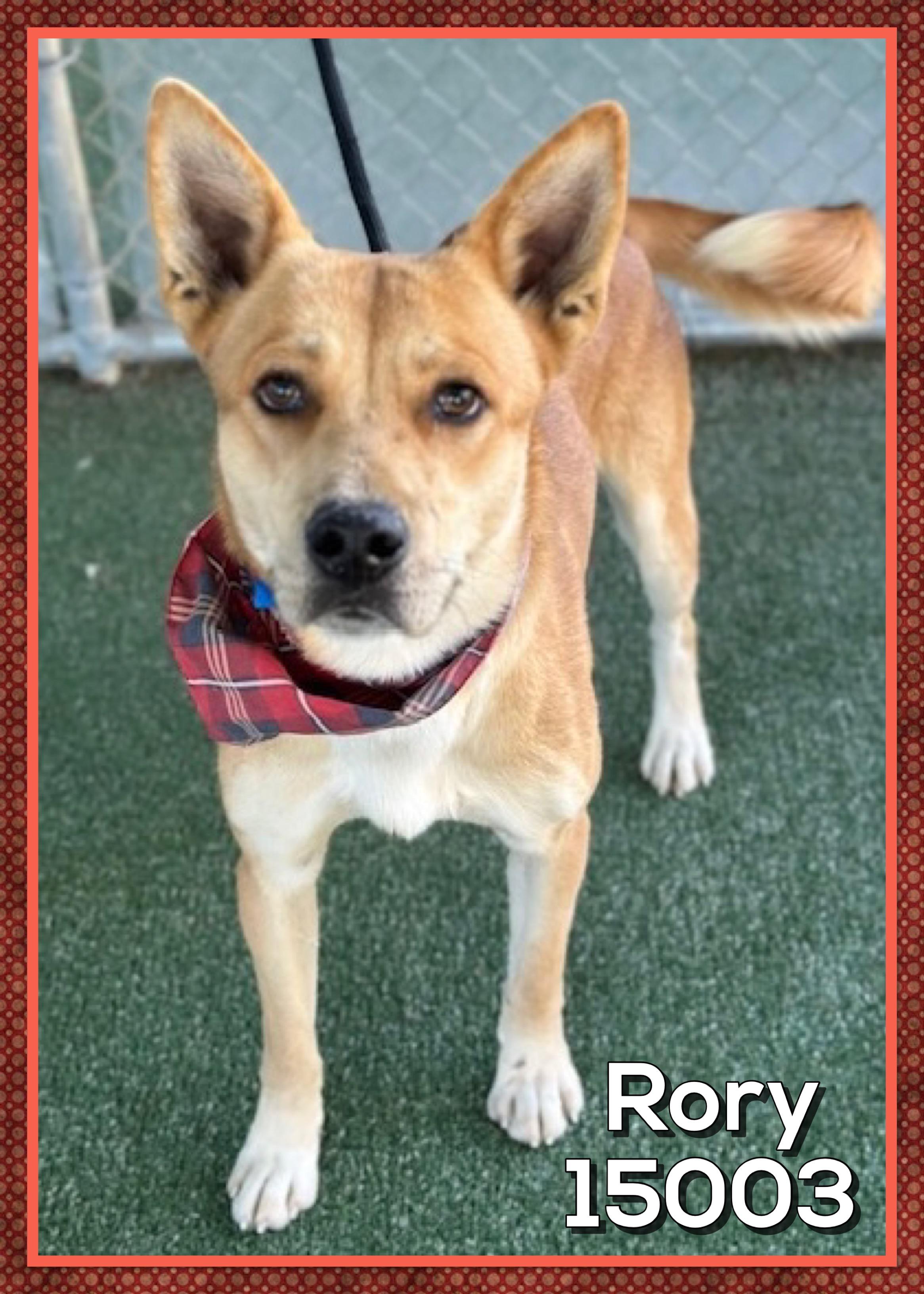 Enlarge RORY, a Adoptable mixed breed in Marietta, GA image 3/6