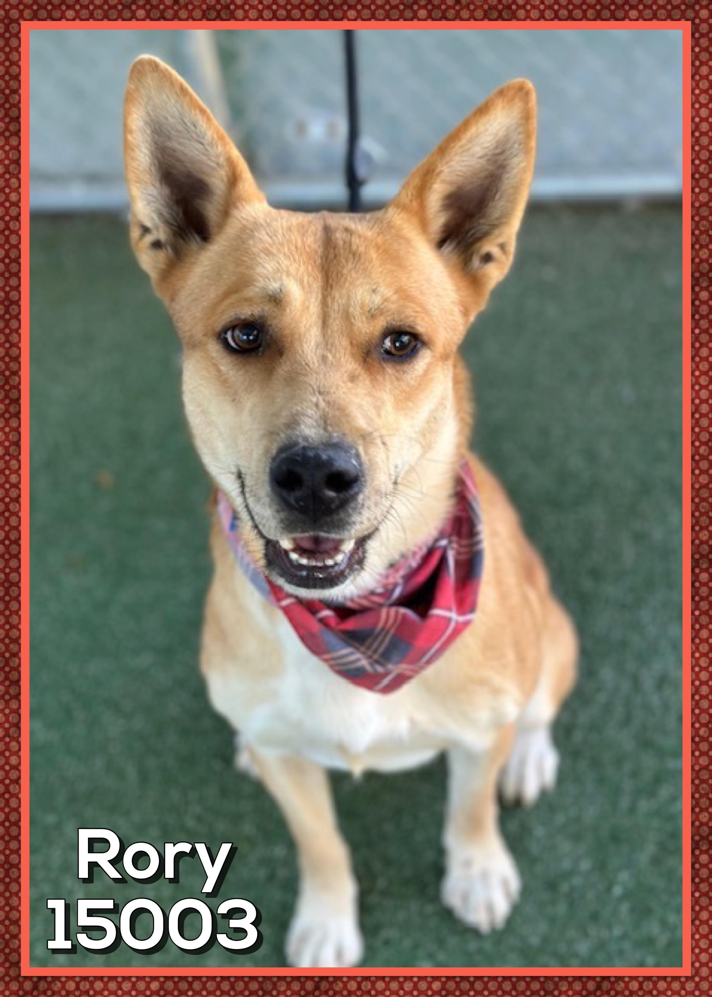 Enlarge RORY, a Adoptable mixed breed in Marietta, GA image 6/6