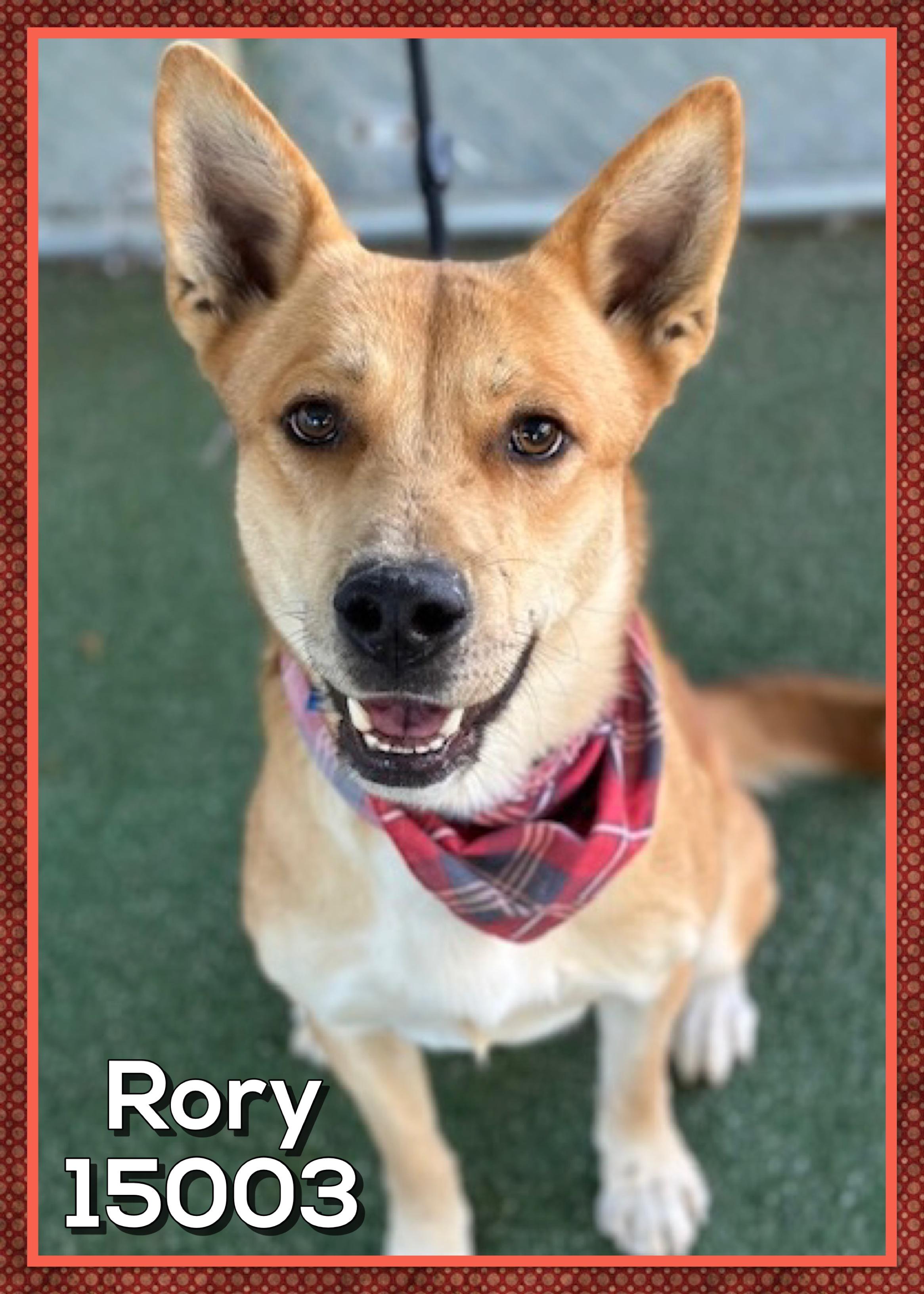 RORY, Adoptable, Adult Male Shepherd & Carolina Dog.