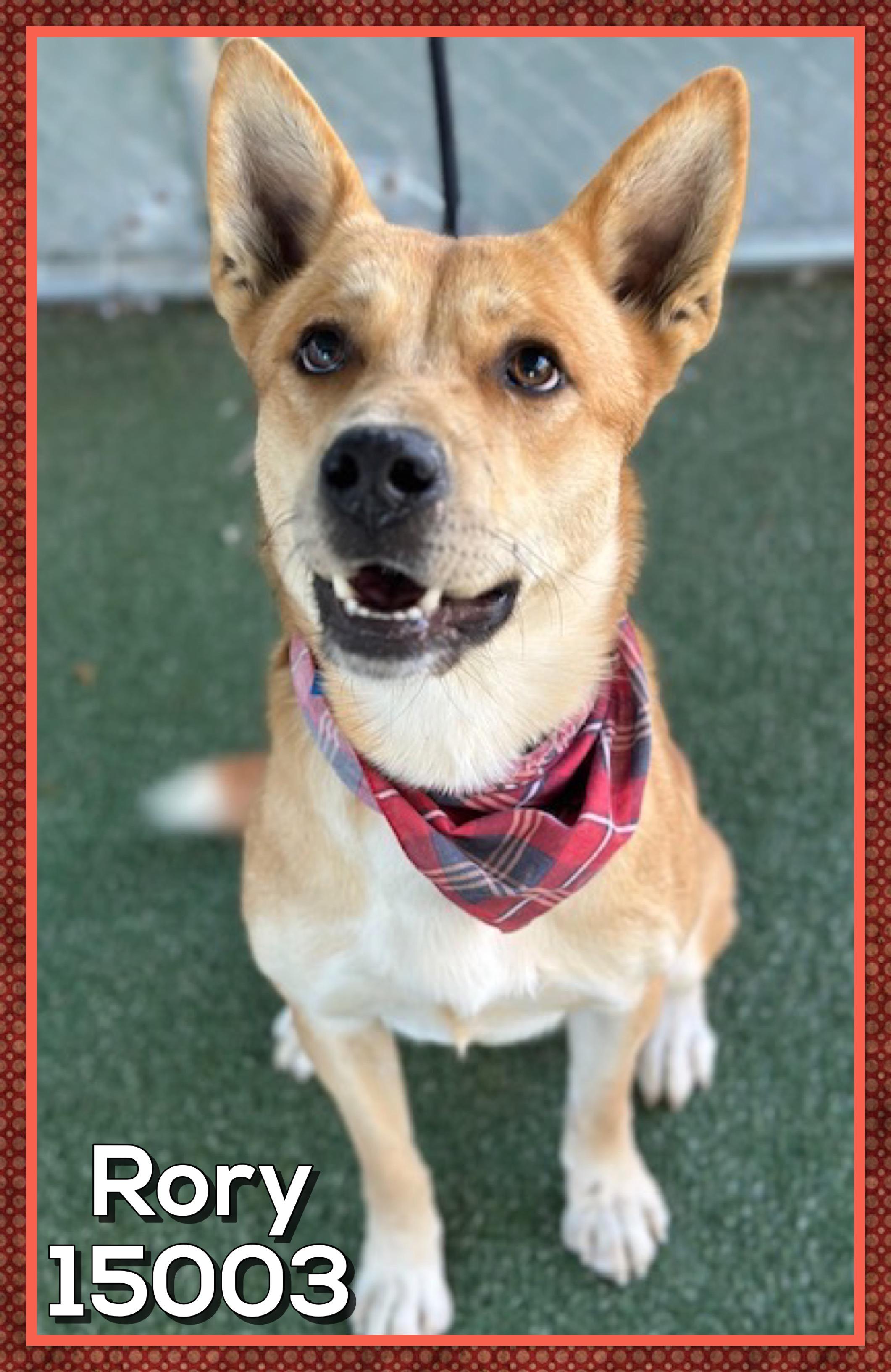 Enlarge RORY, a Adoptable mixed breed in Marietta, GA image 2/6